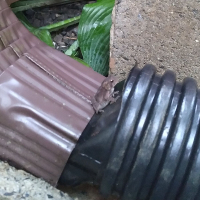 Original Transplants