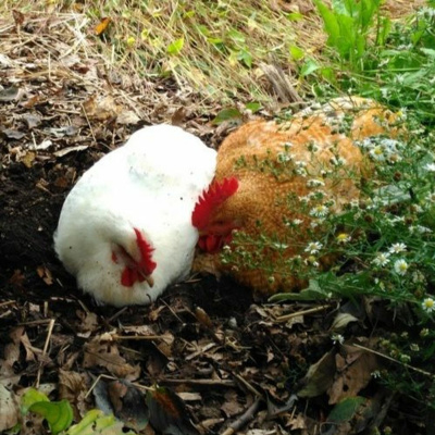 Original Transplants