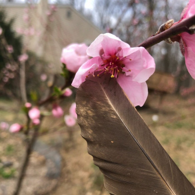 Original Transplants