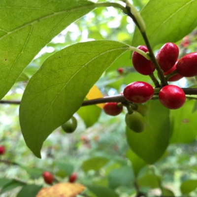 Original Transplants