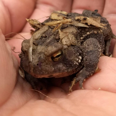 Original Transplants