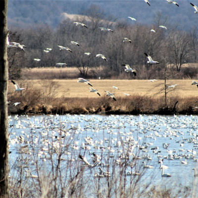 Original Transplants