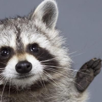 Are an Albatross and Raccoon at #SRACon ?