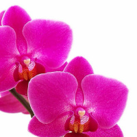  Can You Reprogram Your Inner Dialogue and Live in Peace?