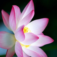 Come Rompere le Catene dellInerzia