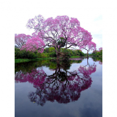 Patricia Gozlans Posts