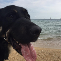 September in France: Beside the Mediterranean with guide dog Gio