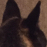 Bruges trip: Pet travel formalities