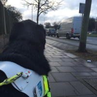 Guide dog training diary 2016: Day 16c - Turning a corner
