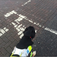 Guide dog training diary 2016: Day 17b - Visiting friends