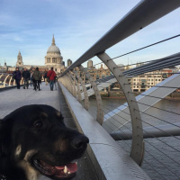 Guide dog training diary 2016: Day 14d - Southbank Walk Part 4