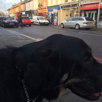 Guide dog training diary 2016: Day 16a - Practice makes perfect