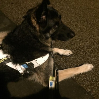 Last days with Vance: Penultimate walk