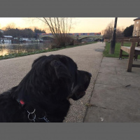 Guide dog training diary 2016: Day 13b - Change of scenery