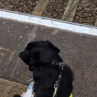 Guide dog working diary 2016: Day 28a - Rush to the station and recap on yesterday
