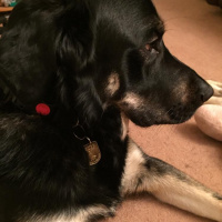 Guide dog training diary 2016: Day 12d - Qualification