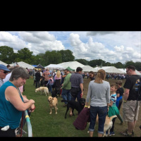 Labrador Parade at Fawley Hills Steam Fair 2016