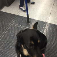 Guide dog working diary 2016: Day 22a - Home turf for Gio