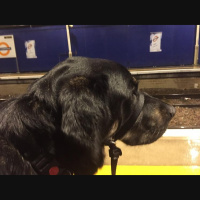 Guide dog training diary 2016: Day 19c - Changing at West Hampstead