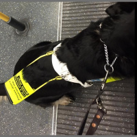 Guide dog working diary 2016: Day 24a - Green Park and London Bridge