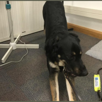 Guide dog working diary 2016: Day 25a - Reflections on the way to Vauxhall