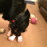 Guide dog working diary 2016: Day 23b - Dont call me Vance