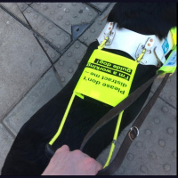 Guide dog working diary 2016: Day 21a- Into the swing of things