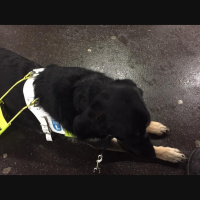 Guide dog training diary 2016: Day 18a - Early morning dash