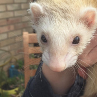 Ferret play time
