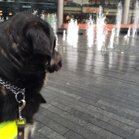Guide dog working diary 2016: Day 24b - Fountains of fear