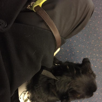 Guide dog working diary 2016: Day 21b - Help at Waterloo