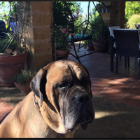 To Sicily: Breakfast with dogs at Villa San Marco