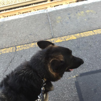 Finding a toilet at Vauxhall is a bit of a trial - in September 2015