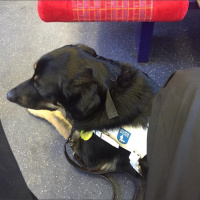 Guide dog working diary 2016: Day 20a - Off to work we go