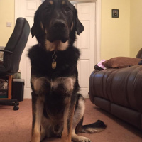 Guide dog working diary 2016: Day 26a - Happy birthday Gio