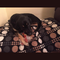 Guide dog training diary 2016: Day 17a - Positive progress