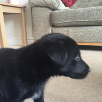 Playing with five week old puppy Angus