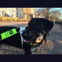 Guide dog training diary 2016: Day 13a - Distracting walk