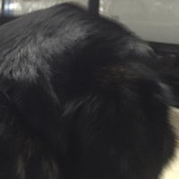 Guide dog training diary 2016: Day 19b - Long trip home