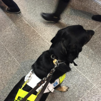 Guide dog working diary 2016: Day 27a - Peak time commuting