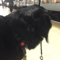 Guide dog training diary 2016: Day 19a - Post qualification walk with Becca