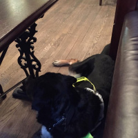 Guide dog training diary 2016: Day 12b - Regent Street