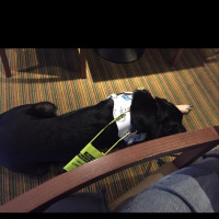 Guide dog training diary 2016: Day 07a - Breakfast