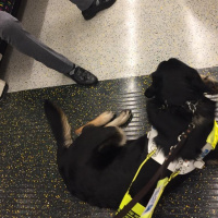 Guide dog working diary 2016: Day 22b - Reflections at Hammersmith