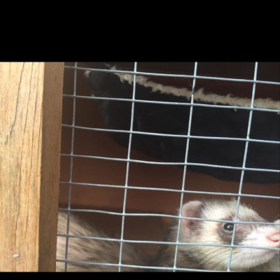 Robert Johnsons Posts