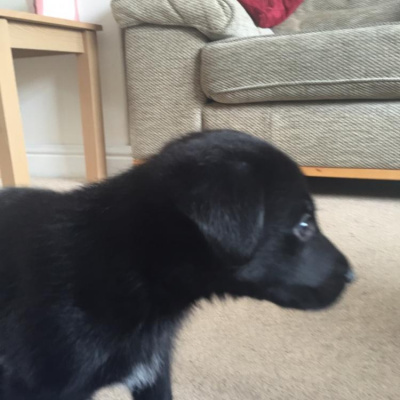 Robert Johnsons Posts