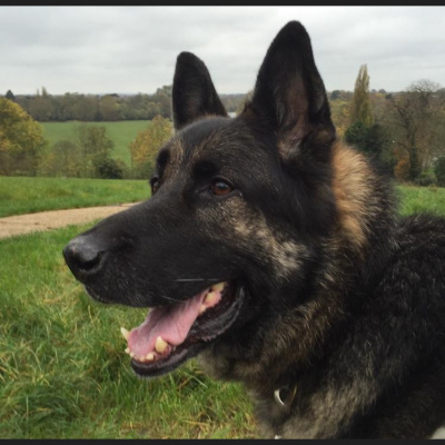 Robert Johnsons Posts