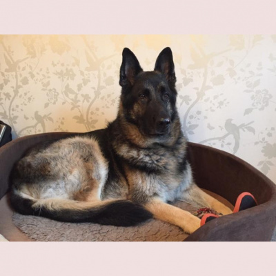 Robert Johnsons Posts