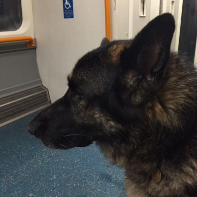 Robert Johnsons Posts