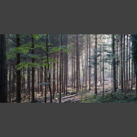 Interview: About Dartingtons woodland